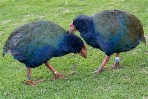 Animaux De Nouvelle Z Lande Noms Et Photos