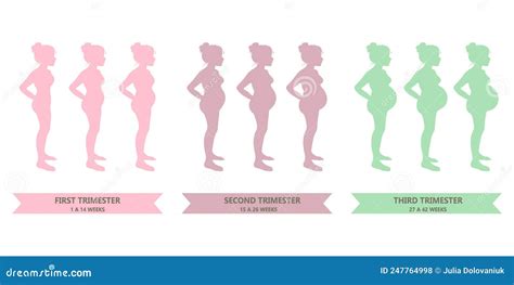 Pregnancy Stages. Trimesters Stock Vector - Illustration of female ...