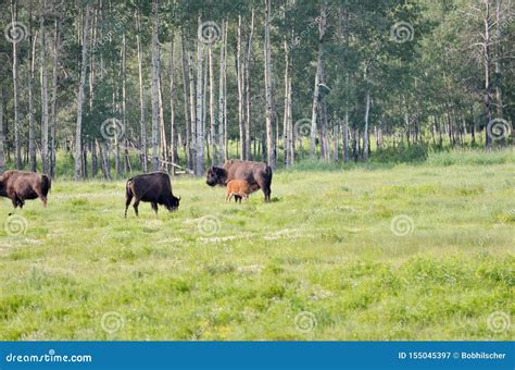 Wood Bison at Elk Island National Park Stock Image - Image of national, bison: 155045397