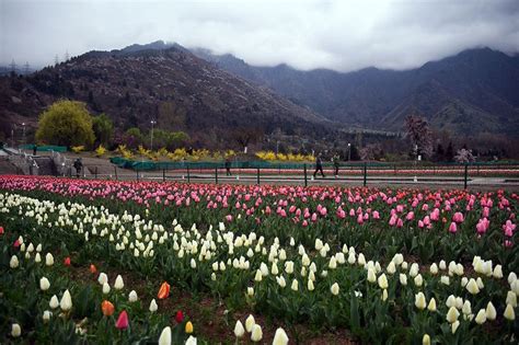 In Photos Asia S Largest Tulip Garden Opens For Visitors In Srinagar