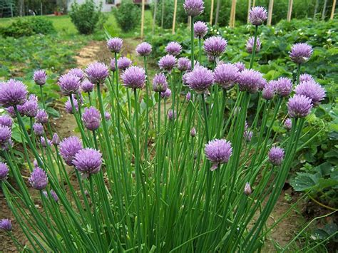 Cultiver La Ciboulette 12 Bonnes Raisons De Le Faire Jardin De