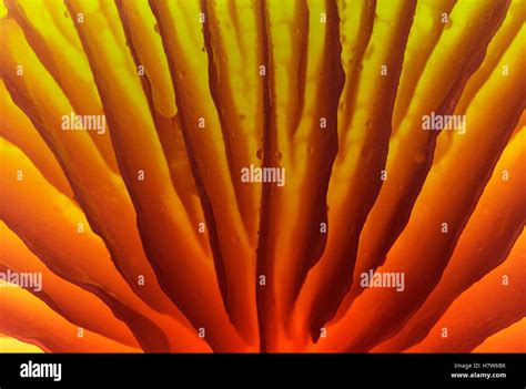 Porcelain Mushroom Oudemansiella Mucida Detail Of Gills On The