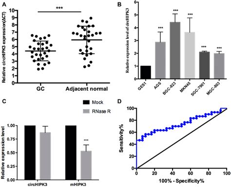 The Expression Levels Of Circhipk Expression In Gc Tissues And Cells