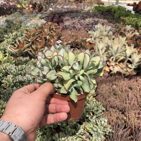 Crassulaarborescensbluewaves Giromagi Cactus And Succulents