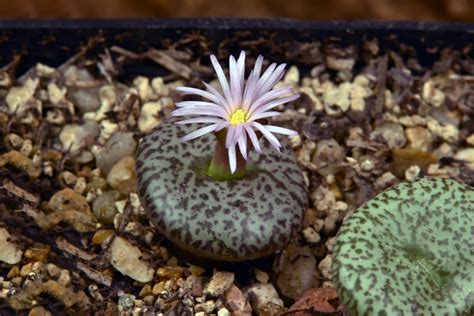 15 Octobre 2018 Conophytum Obcordellum Var Ceresianum R Flickr