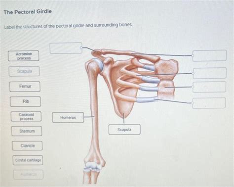 Solved The Pectoral Girdle Label The Structures Of The Chegg