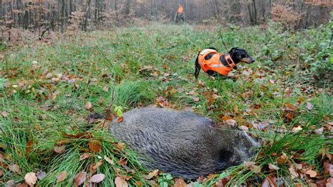 Das Aujeszky Virus Bedeutungen Und Auswirkungen Jagd Natur Beitr Ge