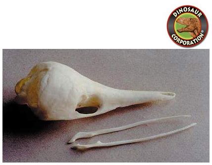 Echidna Short Beaked Skull For Sale | Dinosaur Corporation