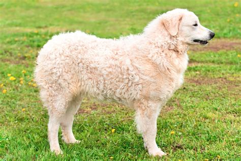 Kuvasz Petsch