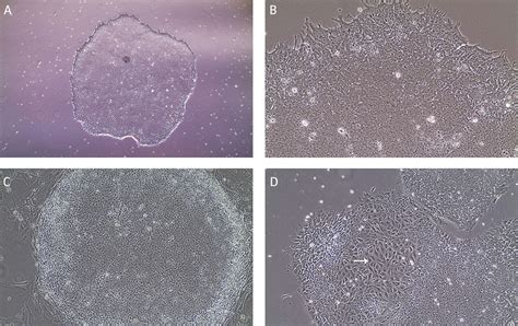 Stem Cell Culture Guide Atcc