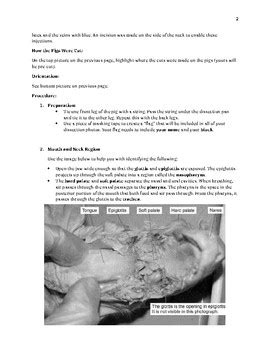 Fetal Pig Dissection procedure and assignment by Sarah Davies | TpT