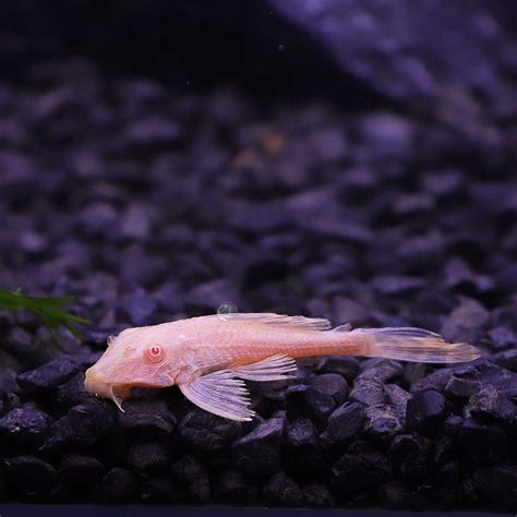 ซัคเกอร์ L-165 (Albino Longfin Pleco) จำนวน 1 ตัว ไซส์ 5cm. | LINE SHOPPING