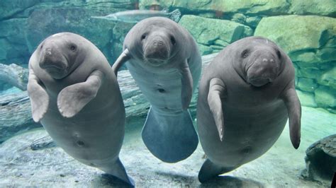 Cincinnati Zoo Manatees Returning Home After Successful Rehabilitation