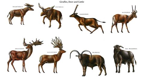 Giraffes, Deer, and Cattle. Row 1: Prolibytherium, Sivatherium ...