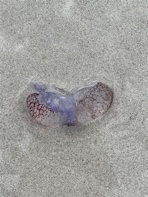 Haeckel S Jelly From Twilight Bay Dalyup Wa Au On January