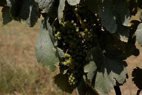 Reviving Forgotten Traditional Sports in the Digital Age