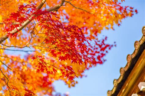 Autumn Colors In Japan Stock Photo - Download Image Now - Autumn Leaf ...