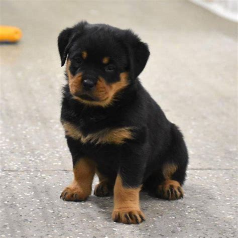 Rottweiler Puppies For Sale Cute Smart And Healthy Vip Puppies