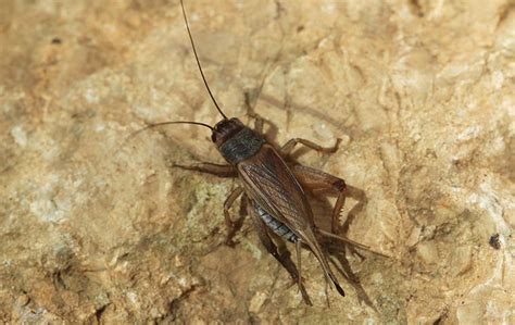 Are Crickets Harmful Accurate Pest Control