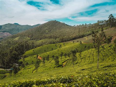 Eravikulam National Park 15 Essential Tip You Must Know Before Visiting