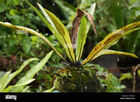 Asplenium Nidus Birds Nest Fern