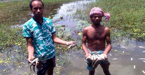 প্রতিহিংসার বলি হলো ৩ লাখ টাকার মাছ