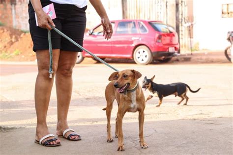 Vacina O Antirr Bica Noturna Contra Raiva Em C Es E Gatos Redepar