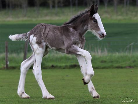 Black Baby Clydesdale Horses