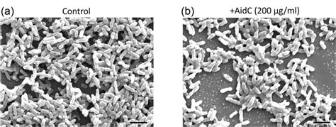 SEM images of Pseudomonas aeruginosa biofilms. (a) Biofilm is formed by ...