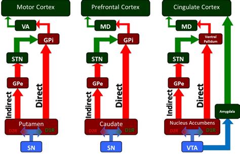 Figure The Basal Ganglia Circuitry And Statpearls Ncbi Bookshelf