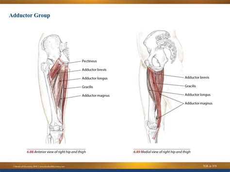 Hip Adductors: Anatomy and Exercises