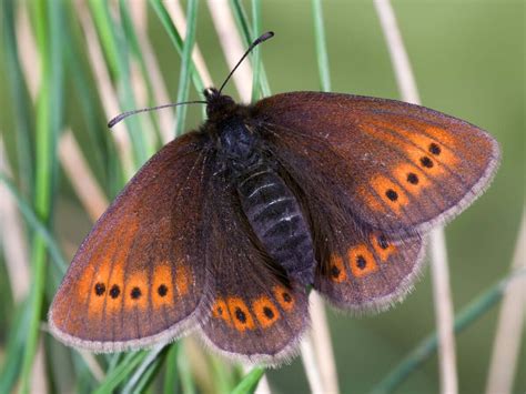 'Gene Conservation Units' may be key to preserving rare species — and ... 