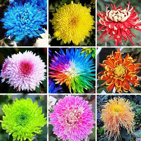 Hot Sale 22 Colors Available Chrysanthemum Seeds Chrysanthemum ...