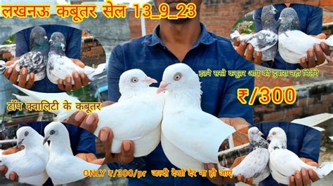 Lucknow Kabutar For Sale TOP Quality Ke Kabutar Badaag Jode Ambarsare