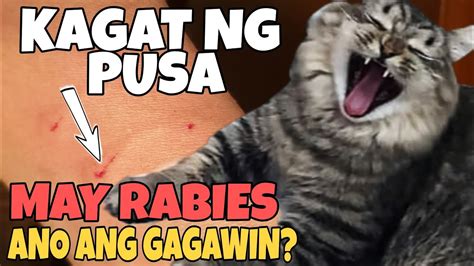 Paano Ang Gagawin Kapag Nakagat Ng Pusa O Aso Ano Ang Dapat Gawin