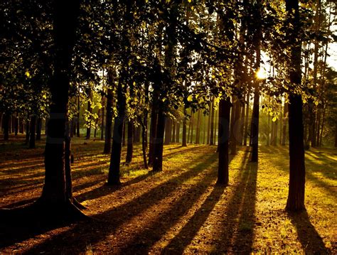 Beams Of Light Shine Through The Trees In Summer Forest Stock Image