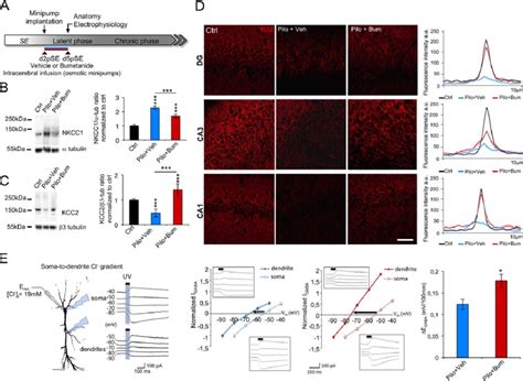 In Vivo Bumetanide Application Rescues Nkcc Expression And Kcc