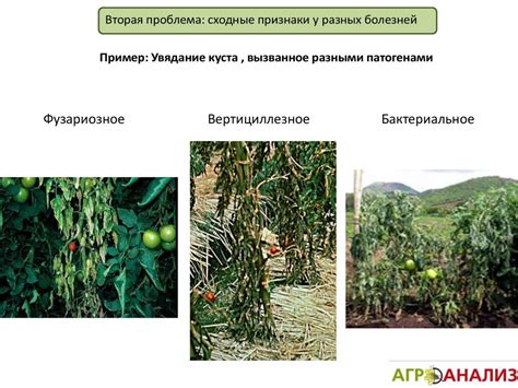Фунгицидтер. Әдебиеттер тізімі - презентация онлайн