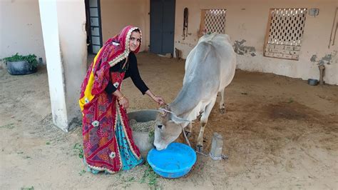 Village Life Me Sham Ke Samay Desi Cow Milking Youtube