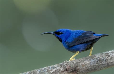 43 Amazing Purple Birds (With Photos)