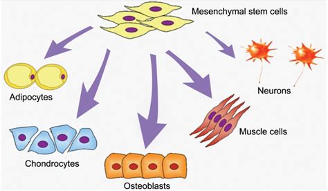 Differentiation Potential Of Mscs 26 Download Scientific Diagram