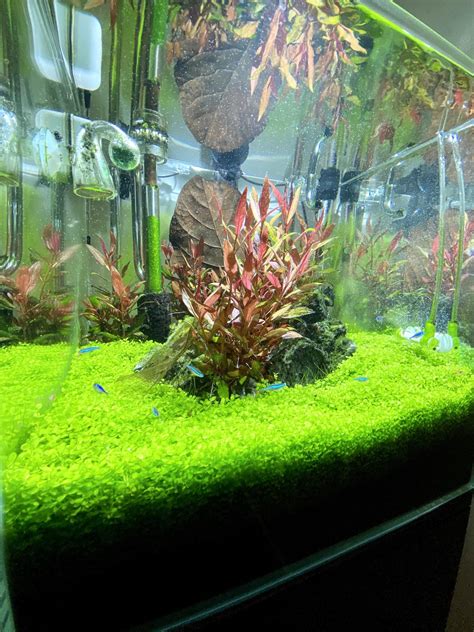 Monte Carlo overgrowth - what now?! : r/Aquascape