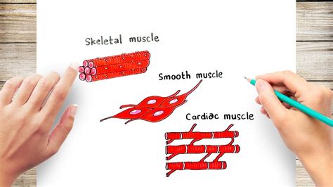 Muscle Cell Drawing