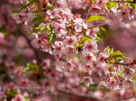 散り始めの河津桜の写真素材 [214168050] イメージマート