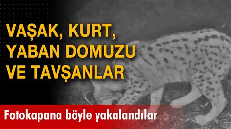 Vaşak kurt yaban domuzu ve tavşanlar Fotokapana böyle yakalandı