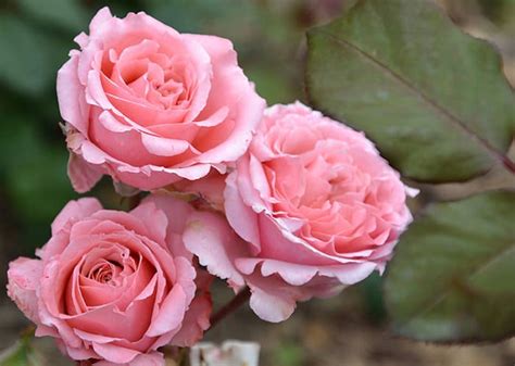 Розы фото | Галерея красивых фото