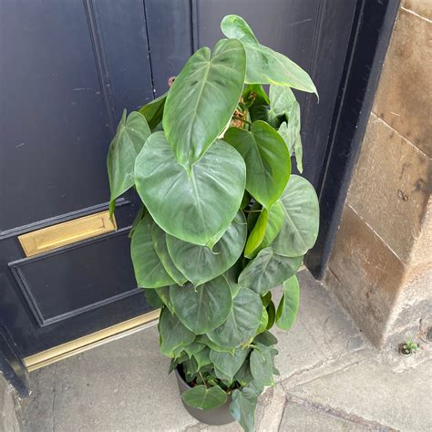 Philodendron Scandens 120cm Grow Urban