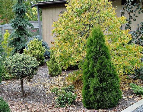 Хвойники в саду: декоративные низкорослые хвойные растения и деревья ...