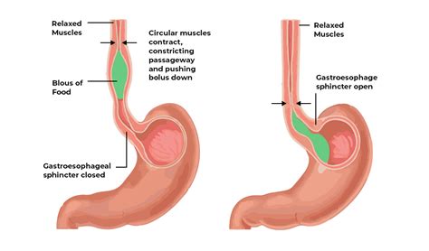 Peristalsis Definition Functions Disorders Examples And Faqs