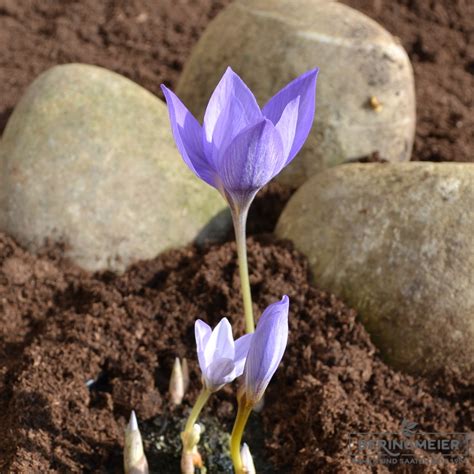 Crocus Botanische speciosus Cassiope Herbstblühender Krokus Saatfix